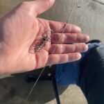 Robinson R22 – Sheet Metal Securing Wire Snapped